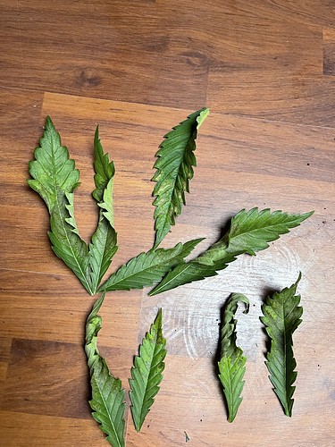 Growreport Bild 26