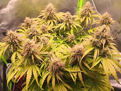 Growreport Bild 1