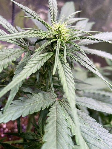 Growreport Bild 3