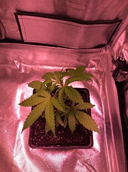 Growreport Bild 5