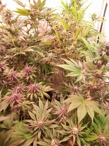 Growreport Bild 28