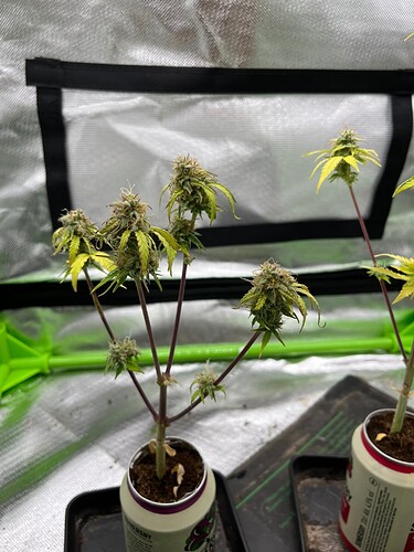 Growreport Bild 22