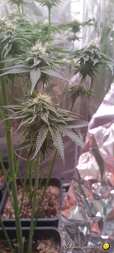 Growreport Bild 12