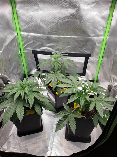 Growreport Bild 6