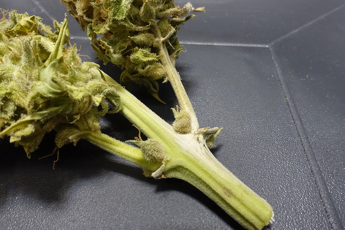 Growreport Bild 4