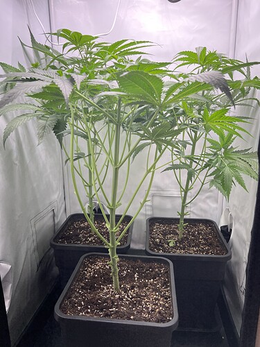 Growreport Bild 1