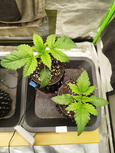 Growreport Bild 1