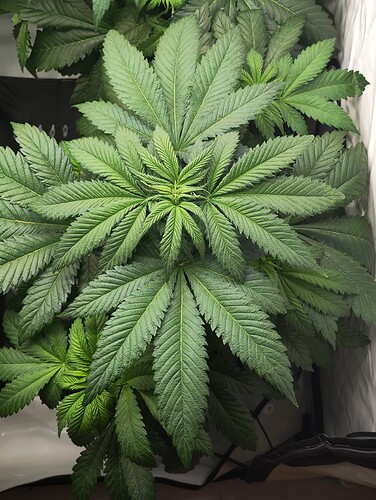 Growreport Bild 19