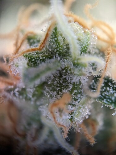 Growreport Bild 39