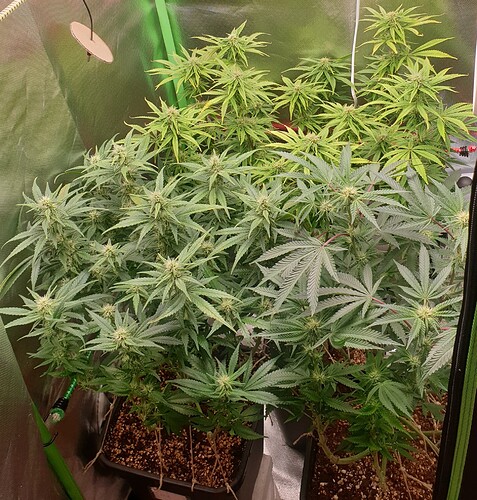 Growreport Bild 4