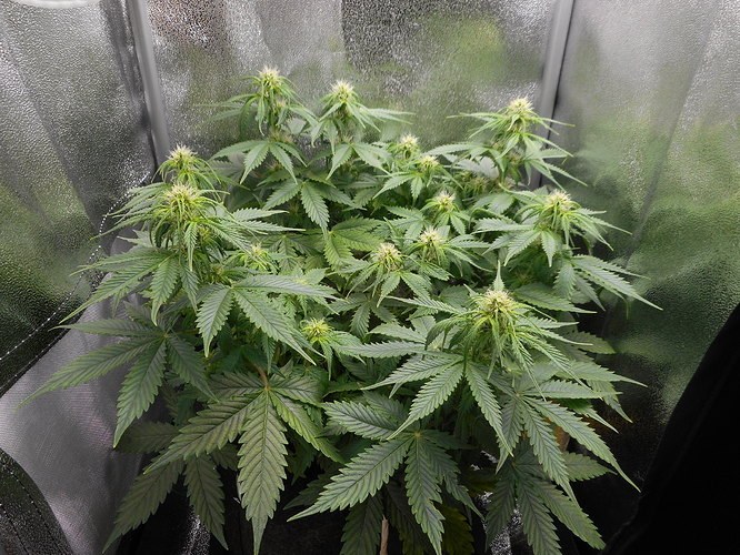 Growreport Bild 11