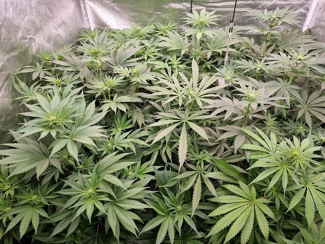 Growreport Bild 17