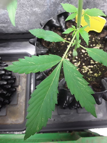 Growreport Bild 6