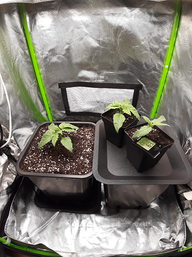Growreport Bild 12