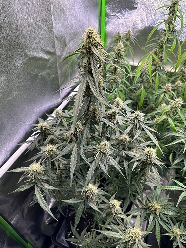 Growreport Bild 6