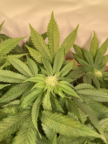 Growreport Bild 2