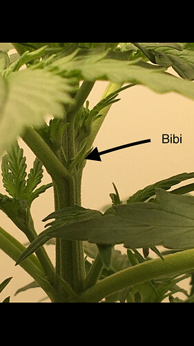 Growreport Bild 7