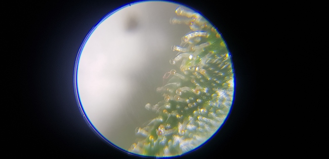 Growreport Bild 1
