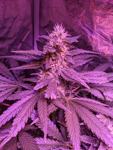 Growreport Bild 4