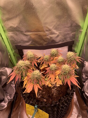 Growreport Bild 2