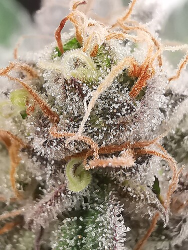 Growreport Bild 3