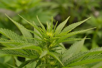 Growreport Bild 11