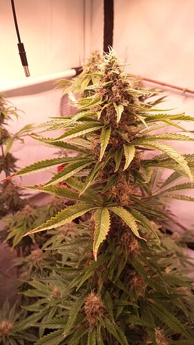 Growreport Bild 14
