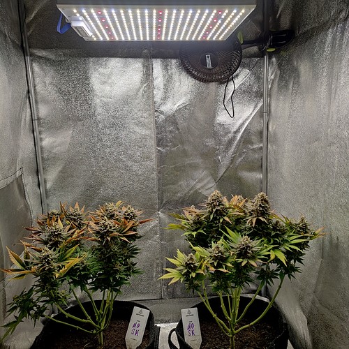 Growreport Bild 17