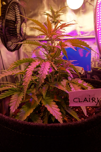 Growreport Bild 11