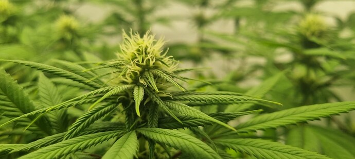 Growreport Bild 4