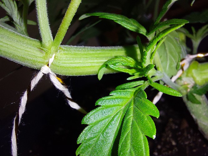 Growreport Bild 12