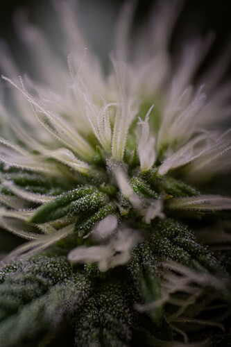 CherryMACMuffin-BT13-1741