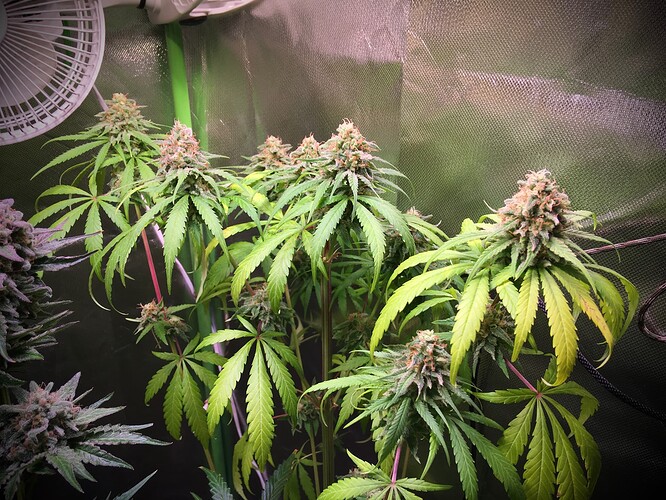Growreport Bild 6