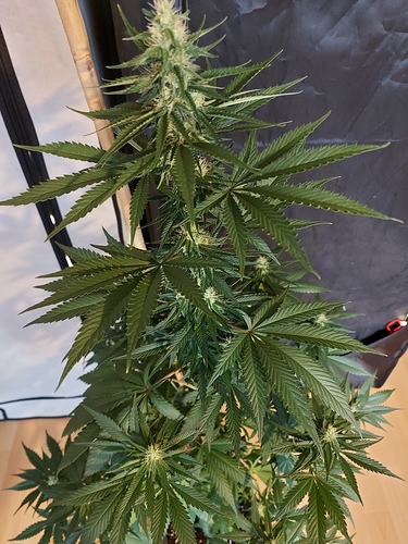 Growreport Bild 4