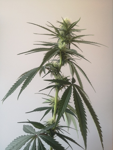 Growreport Bild 2