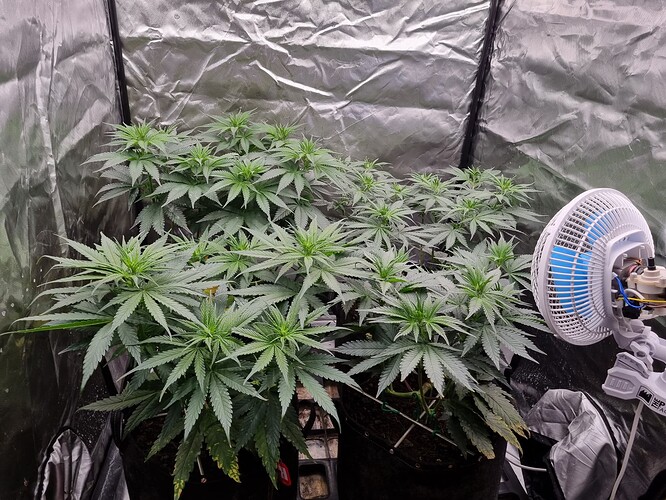 Growreport Bild 31