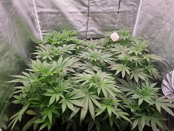 Growreport Bild 37