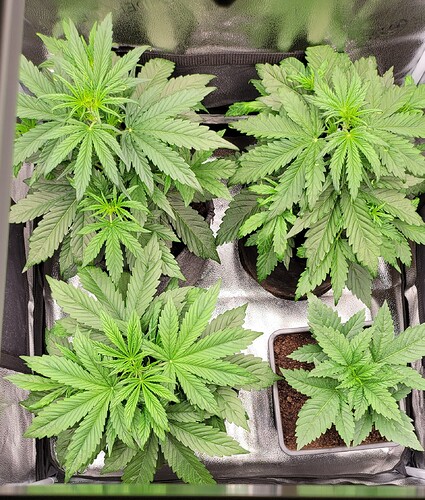 Growreport Bild 191