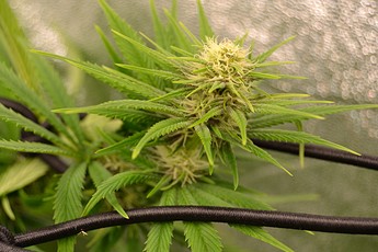 Growreport Bild 5
