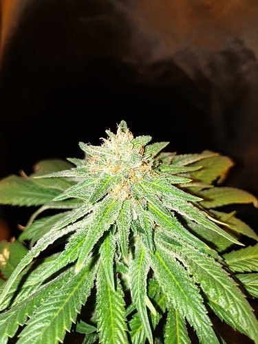 Growreport Bild 17