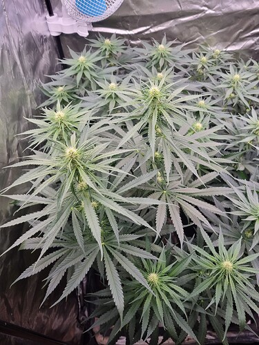 Growreport Bild 20