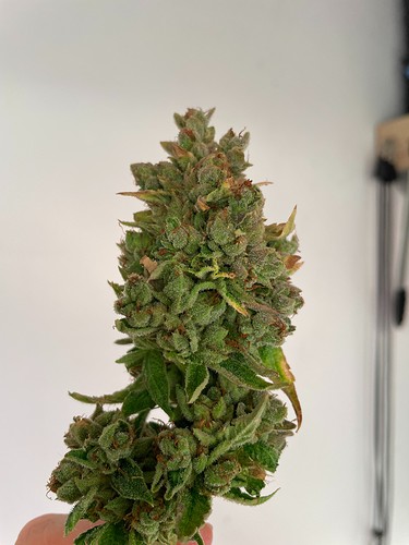 Growreport Bild 2