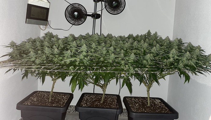 Growreport Bild 8