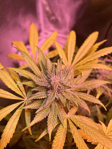 Growreport Bild 4