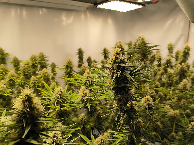 Growreport Bild 2