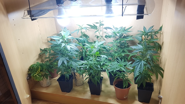 Growreport Bild 2