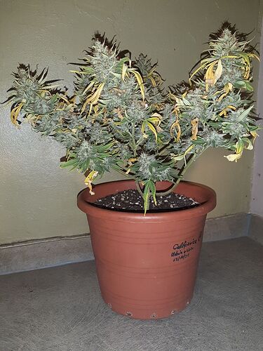 Growreport Bild 1