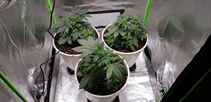 Growreport Bild 5