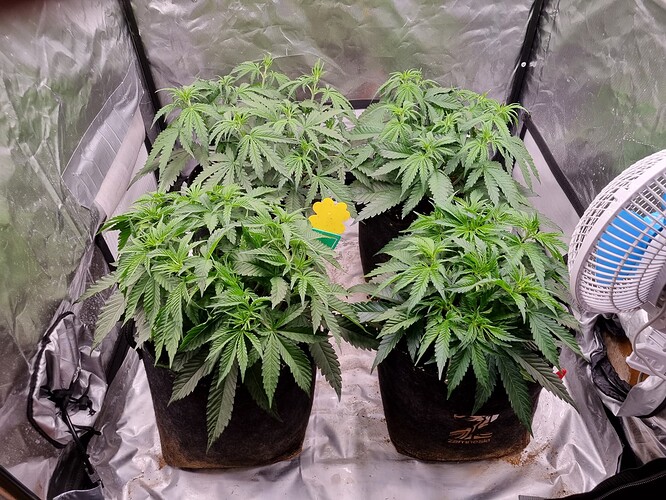 Growreport Bild 36