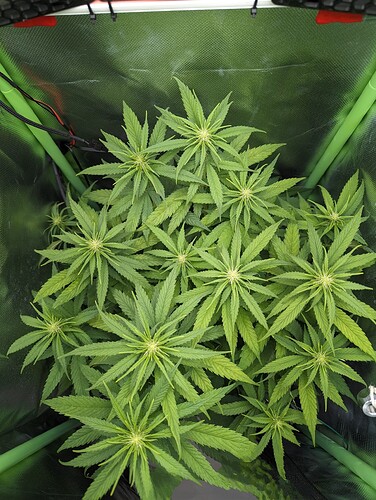 Growreport Bild 4